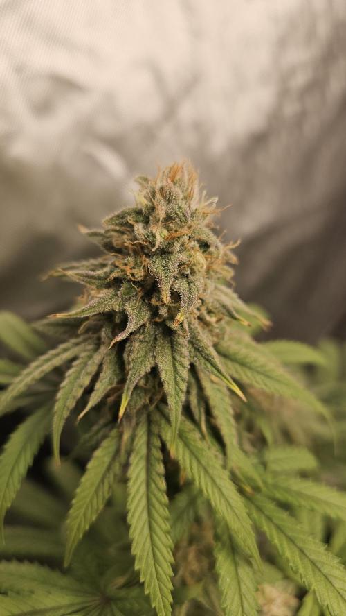 Blueberry Muffin 2026. Week 13