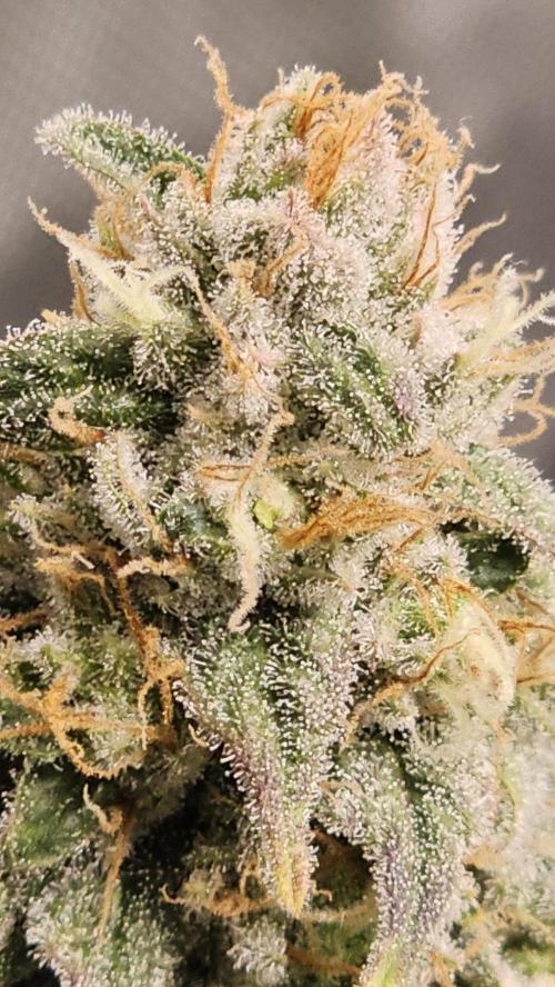Blueberry Muffin 2026. Week 13