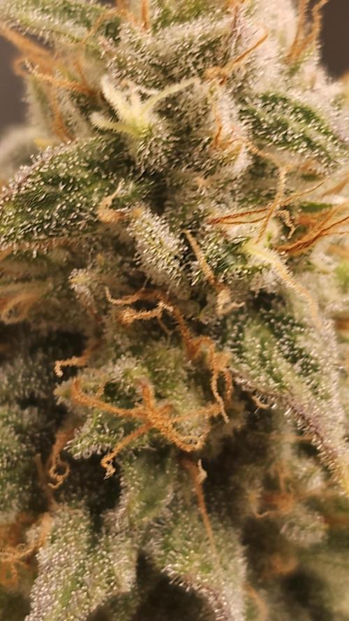 Blueberry Muffin 2026. Week 13