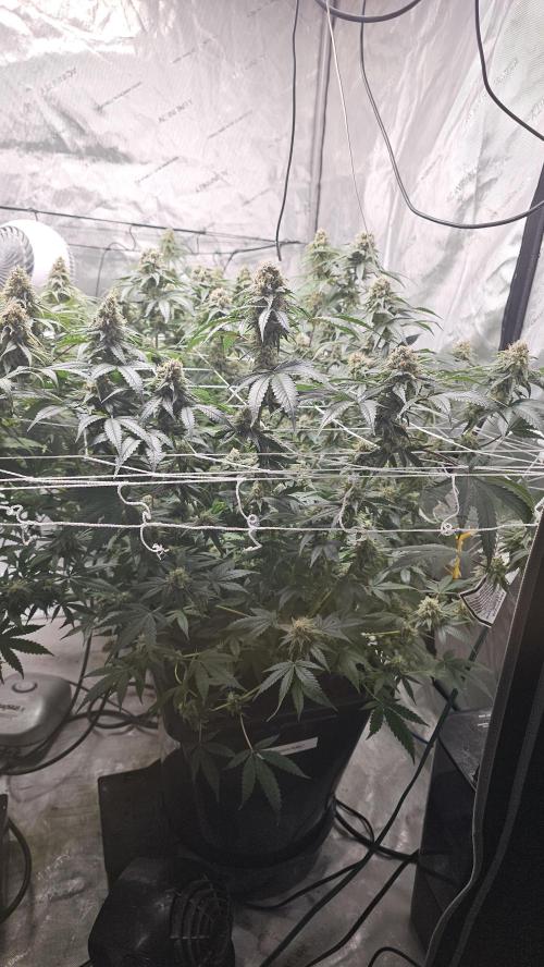 Blueberry Muffin 2026. Week 13