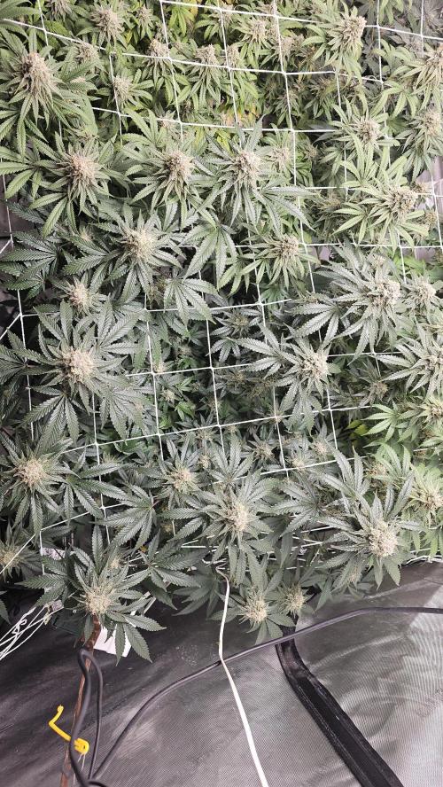 Blueberry Muffin 2026. Week 13