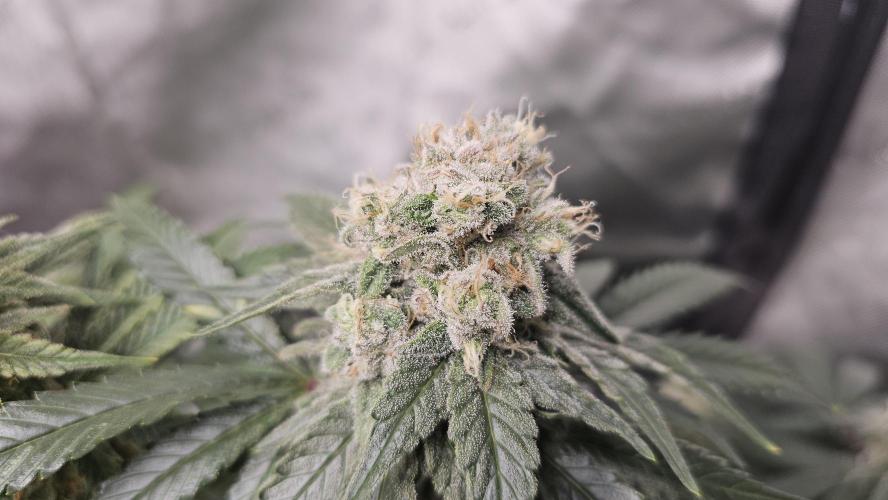 Blueberry Muffin 2026. Week 13