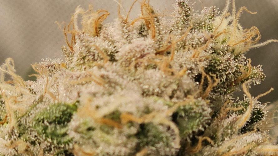 Blueberry Muffin 2026. Week 13