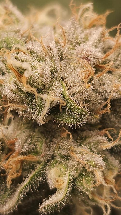 Blueberry Muffin 2026. Week 13