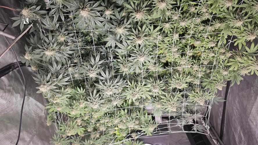 Blueberry Muffin 2026. Week 13