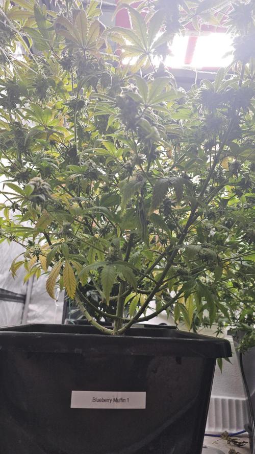 Blueberry Muffin 2026. Week 14