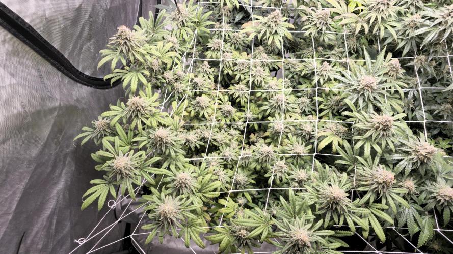 Blueberry Muffin 2026. Week 14