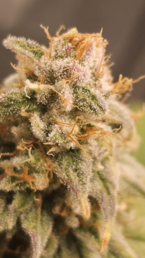 Blueberry Muffin 2026. Week 14