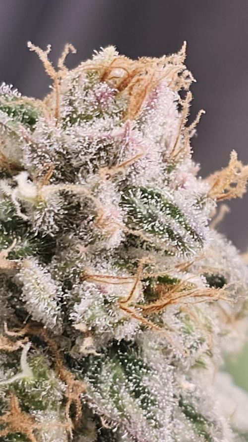 Blueberry Muffin 2026. Week 14