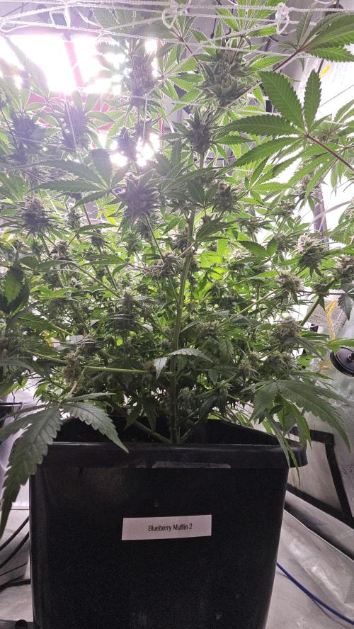 Blueberry Muffin 2026. Week 14