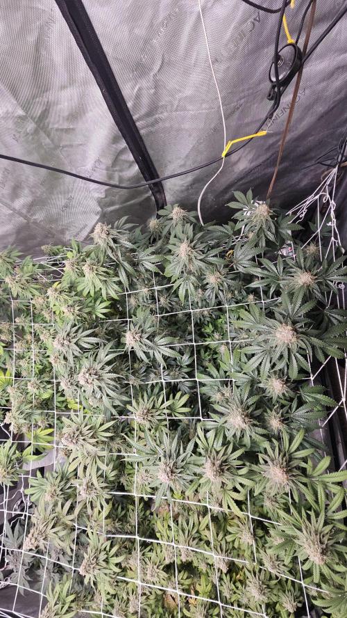 Blueberry Muffin 2026. Week 14