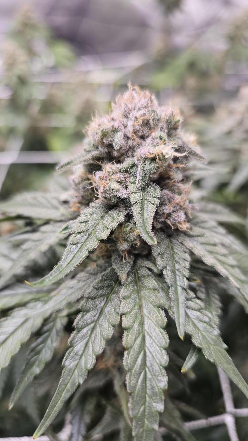 Blueberry Muffin 2026. Week 14