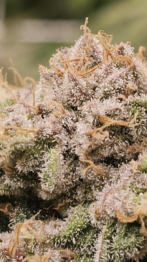 Blueberry Muffin 2026. Week 14