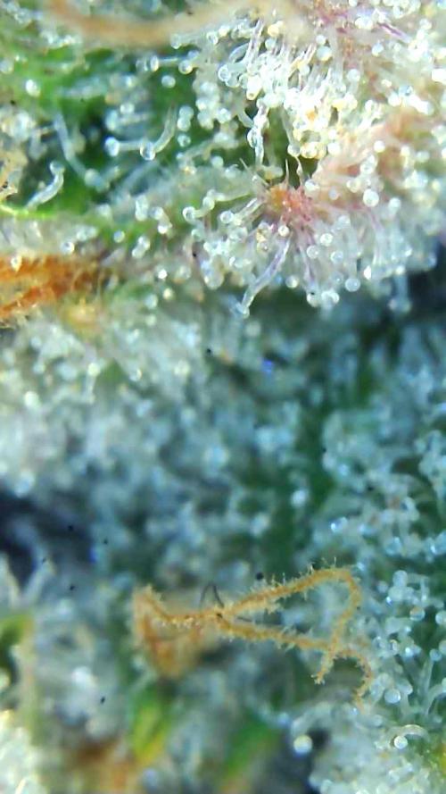 Blueberry Muffin 2026. Week 14