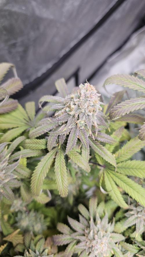 Blueberry Muffin 2026. Week 15