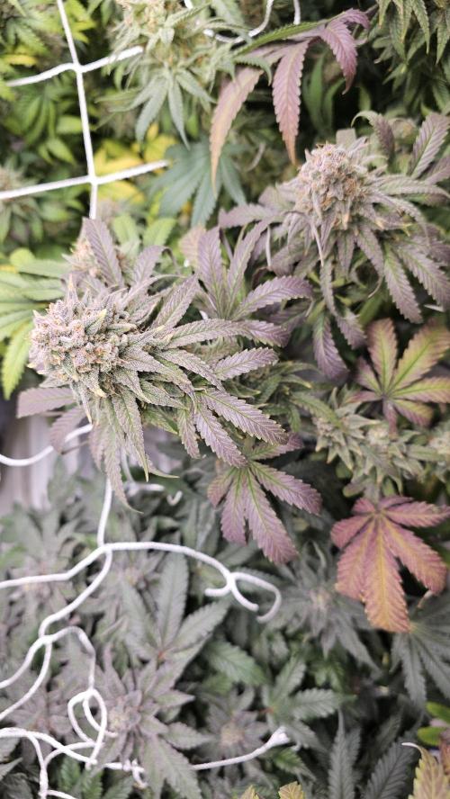Blueberry Muffin 2026. Week 15