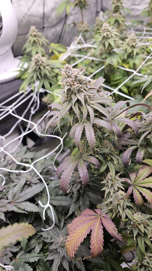Blueberry Muffin 2026. Week 15