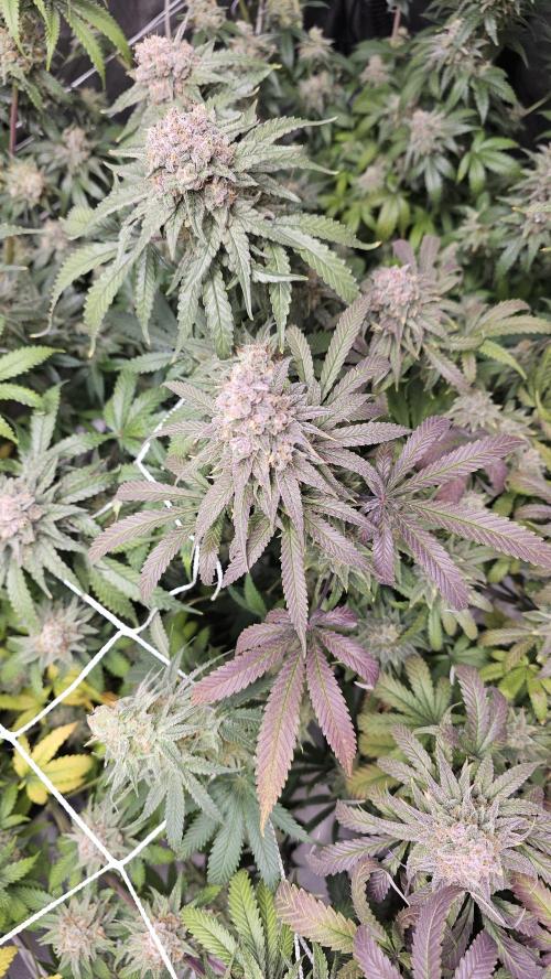 Blueberry Muffin 2026. Week 15