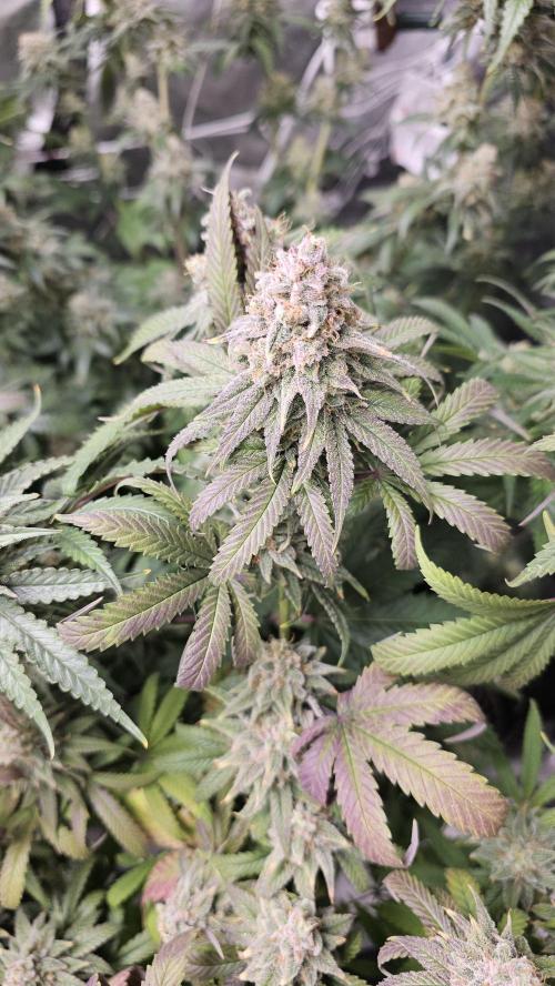 Blueberry Muffin 2026. Week 15