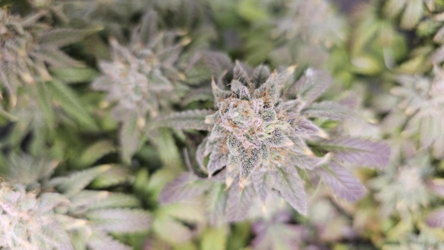 Blueberry Muffin 2026. Week 15