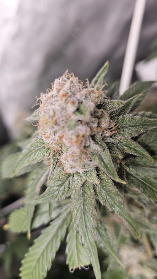 Blueberry Muffin 2026. Week 15