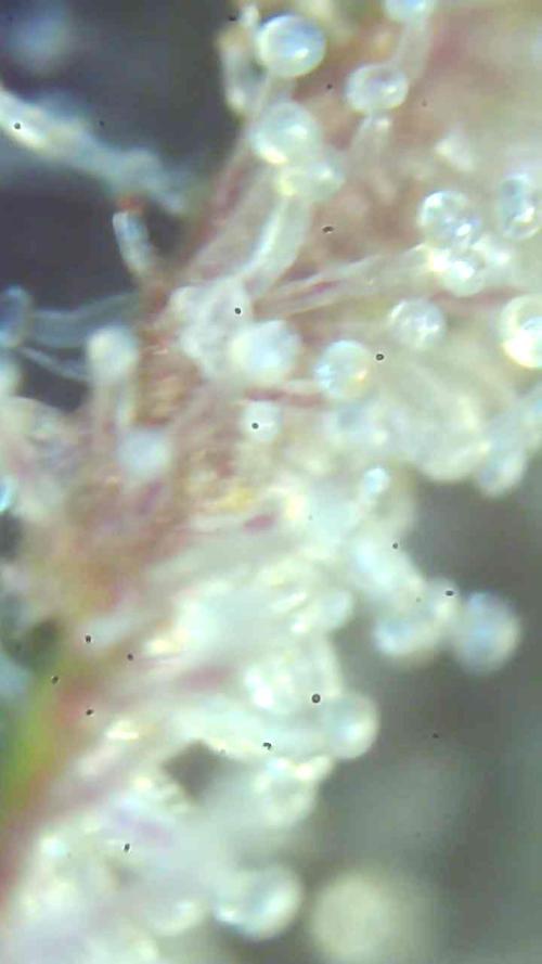 Blueberry Muffin 2026. Week 15