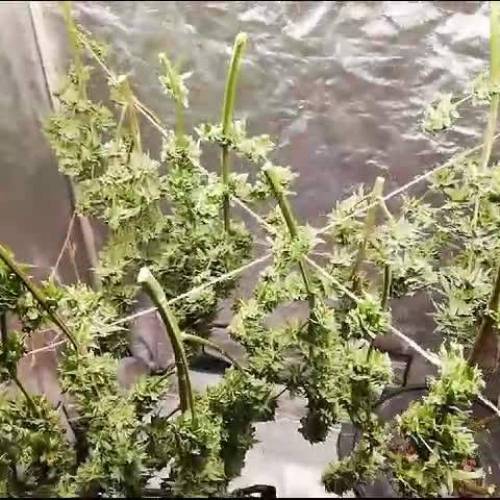 Pulp Friction Grow! 