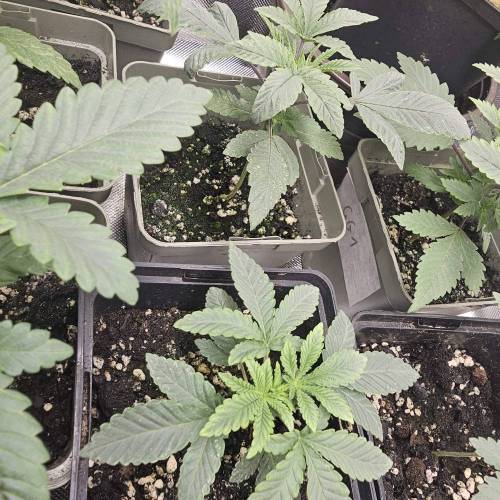 Solfire Gardens Giggle Gas. Week 1