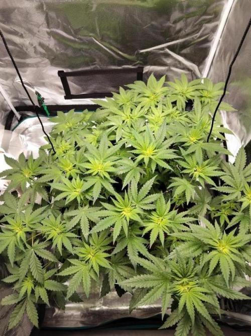 I'm back with 4 x Northern Lights!. Week 2