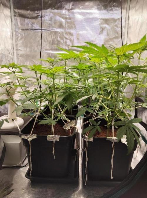 I'm back with 4 x Northern Lights!. Week 2