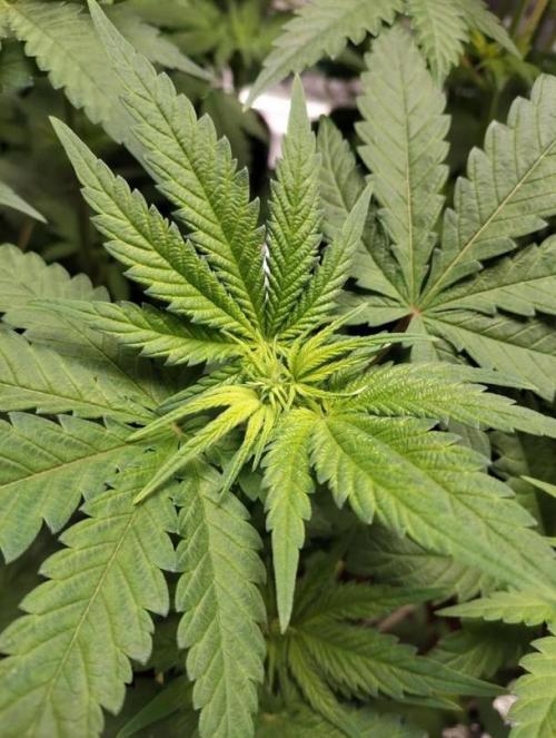 I'm back with 4 x Northern Lights!. Week 2