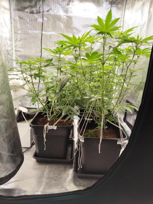 I'm back with 4 x Northern Lights!. Week 3