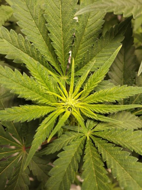 I'm back with 4 x Northern Lights!. Week 3