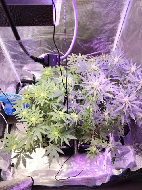 I'm back with 4 x Northern Lights!. Week 4