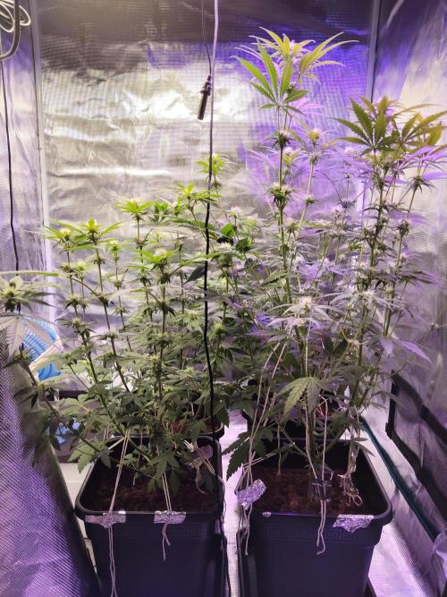 I'm back with 4 x Northern Lights!. Week 4