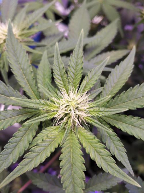 I'm back with 4 x Northern Lights!. Week 4