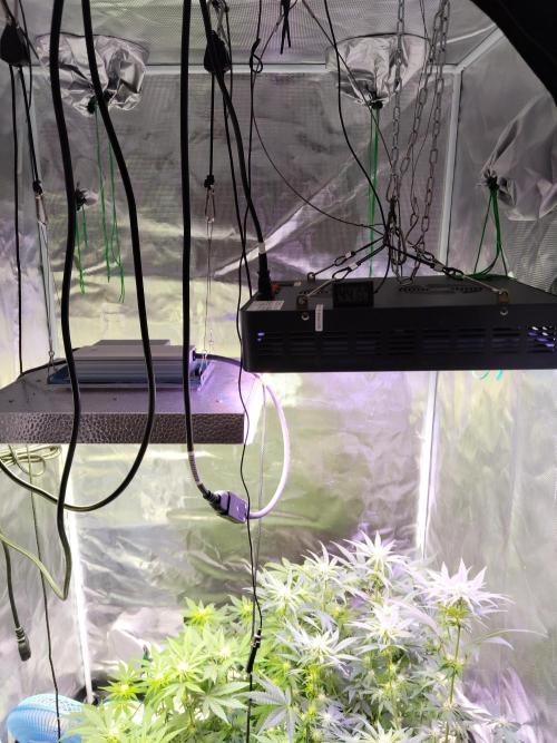 I'm back with 4 x Northern Lights!. Week 4