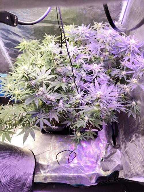 I'm back with 4 x Northern Lights!. Week 5