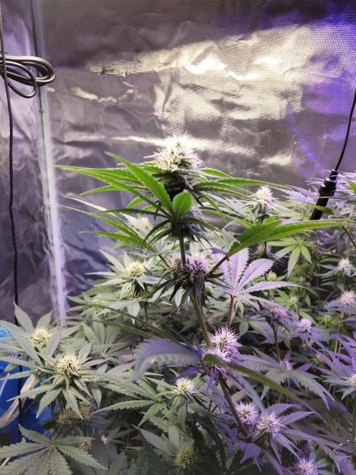 I'm back with 4 x Northern Lights!. Week 5