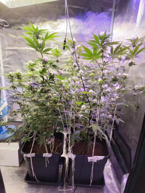 I'm back with 4 x Northern Lights!. Week 5