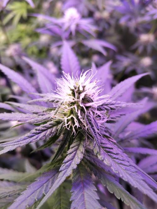 I'm back with 4 x Northern Lights!. Week 5