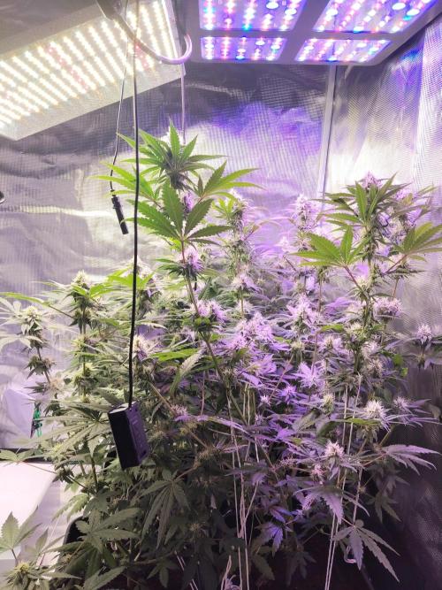 I'm back with 4 x Northern Lights!. Week 6