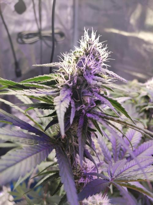 I'm back with 4 x Northern Lights!. Week 6