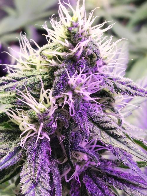 I'm back with 4 x Northern Lights!. Week 6