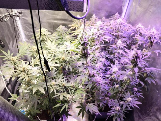 I'm back with 4 x Northern Lights!. Week 7