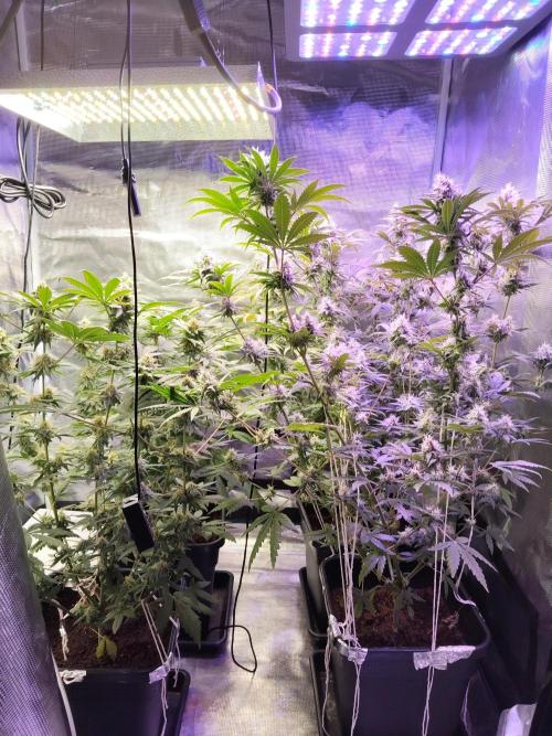 I'm back with 4 x Northern Lights!. Week 7