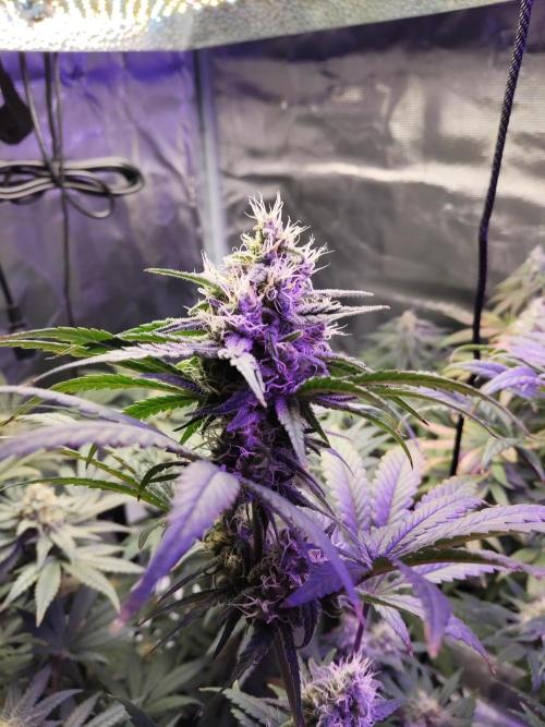 I'm back with 4 x Northern Lights!. Week 7