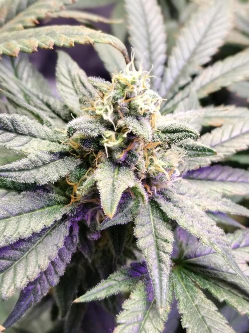 I'm back with 4 x Northern Lights!. Week 7