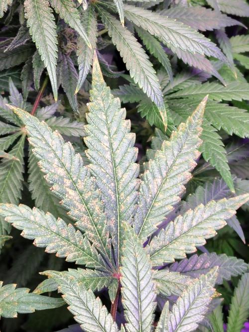 I'm back with 4 x Northern Lights!. Week 7