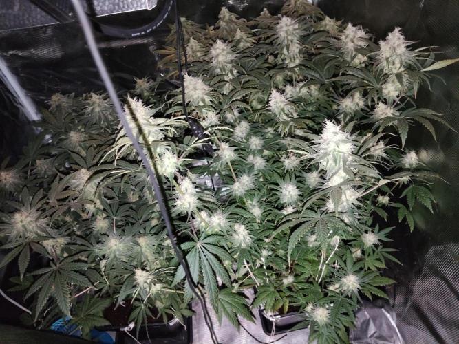 I'm back with 4 x Northern Lights!. Week 7